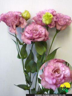 Eustoma Celeb Pink.jpg